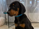 4 chiots Dobermann LOF n&eacute;s en novembre 2025 disponibles &agrave; la vente
