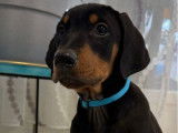 4 chiots Dobermann LOF n&eacute;s en novembre 2025 disponibles &agrave; la vente