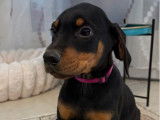 4 chiots Dobermann LOF n&eacute;s en novembre 2025 disponibles &agrave; la vente
