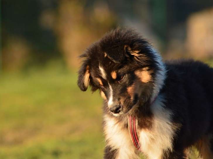 Chiot mâle Berger Australien LOF disponible à la vente
