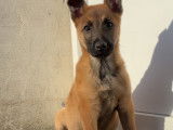 Chiot m&acirc;le Berger Belge Malinois &agrave; vendre