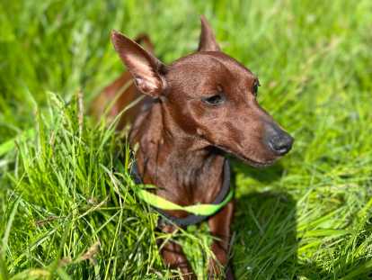 Chiots Pinschers à vendre