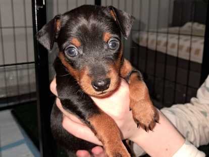 Chiots Pinschers à vendre