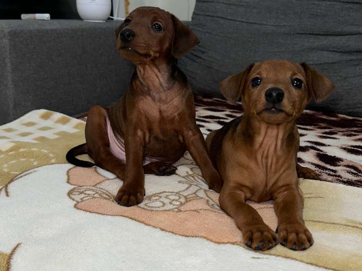 Chiots Pinschers à vendre
