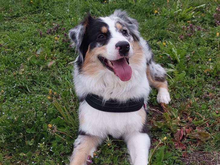 Femelle Berger Australien disponible pour saillie