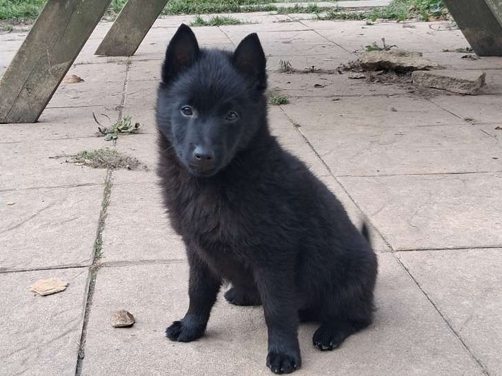 Mâle Schipperke LOF à vendre