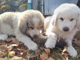 Chiots Montagne des Pyrénées à réserver