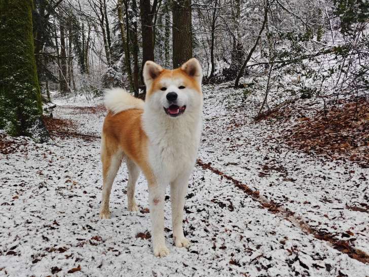 Umi no Asahi, mâle Akita Inu LOF disponible pour saillie