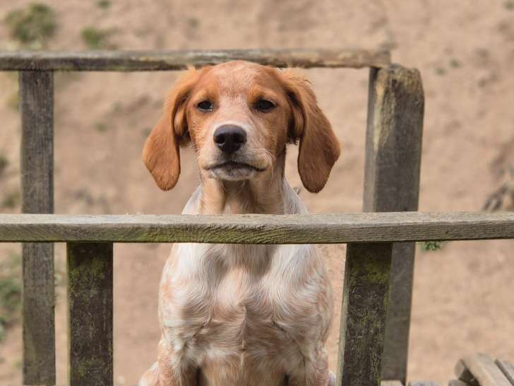 Chiot Épagneul Breton à vendre