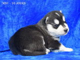 Chiots Husky LOF &agrave; vendre
