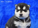 Chiots Husky LOF &agrave; vendre