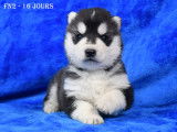 Chiots Husky LOF &agrave; vendre