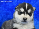 Chiots Husky LOF &agrave; vendre