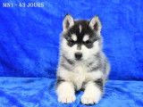 Chiots Husky LOF à vendre