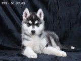 Chiots Husky LOF à vendre