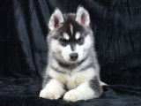 Chiots Husky LOF à vendre