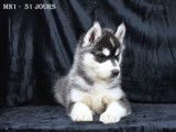 Chiots Husky LOF à vendre