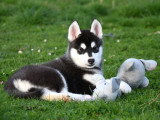 Chiots Husky LOF à vendre