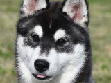 Chiots Husky LOF à vendre