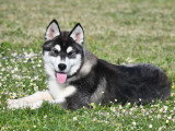 Chiots Husky LOF à vendre
