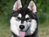 Chiots Husky LOF à vendre