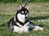 Chiots Husky LOF à vendre