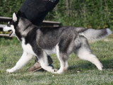 Chiots Husky LOF à vendre