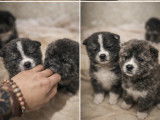 Chiots Akita Inu &agrave; vendre