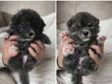 Chiots Akita Inu à vendre