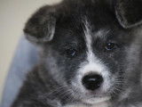 Chiots Akita Inu à vendre
