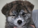 Chiots Akita Inu à vendre