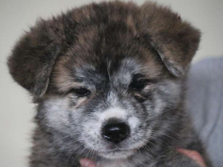 Chiots Akita Inu à vendre
