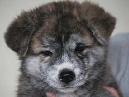 Chiots Akita Inu à vendre