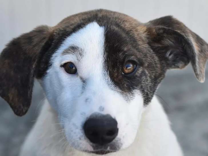En attente d’une famille : chiot femelle gris et blanc