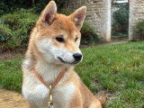 Adorable chiot Shiba Inu femelle &agrave; vendre