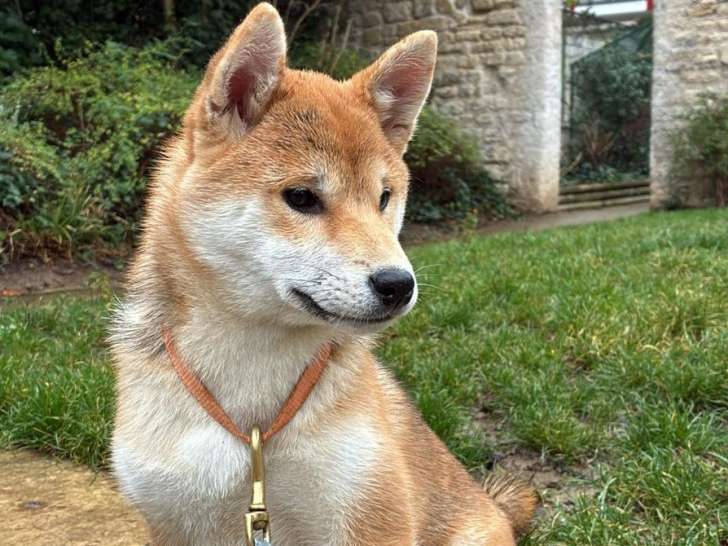 Adorable chiot Shiba Inu femelle LOF à vendre
