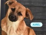 Adoption disponible : chiot m&acirc;le fauve