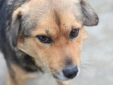 Adoption disponible : chien noir et feu