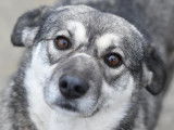 Disponible &agrave; l'adoption : chienne grise et blanche
