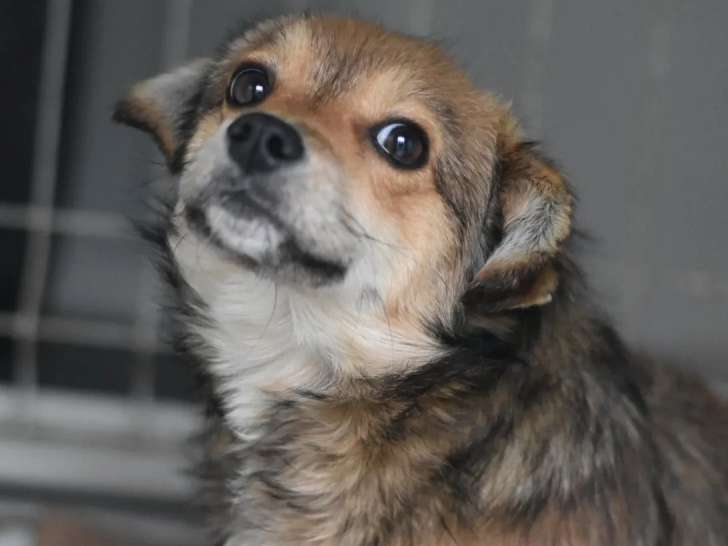 À accueillir : chiot femelle fauve charbonné