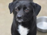 En qu&ecirc;te d'une famille : chienne noire avec marque blanche