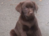 Chiots Labrador chocolat &agrave; r&eacute;server