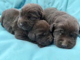 Chiots Labrador chocolat &agrave; r&eacute;server