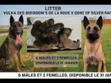 &Agrave; r&eacute;server, 8 chiots Bergers Belges Malinois LOF