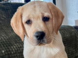 1 chiot Retriever du Labrador m&acirc;le LOF d'octobre 2025 &agrave; vendre