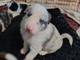 Magnifiques chiots Border Collie &agrave; vendre