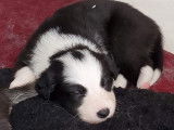 Magnifiques chiots Border Collie &agrave; vendre