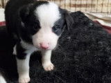 Magnifiques chiots Border Collie &agrave; vendre