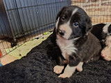 Magnifiques chiots Border Collie &agrave; vendre