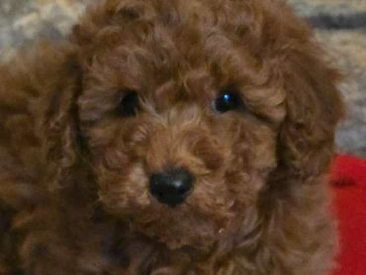 1 chiot mâle Caniche LOF né en octobre 2025 disponible à la vente